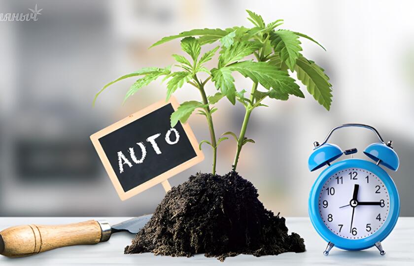 Как вырастить автоцвет
